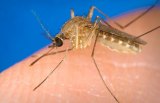 Kings Public Health Department officials announced this week that the first human case of West Nile Virus in 2020 has been confirmed.